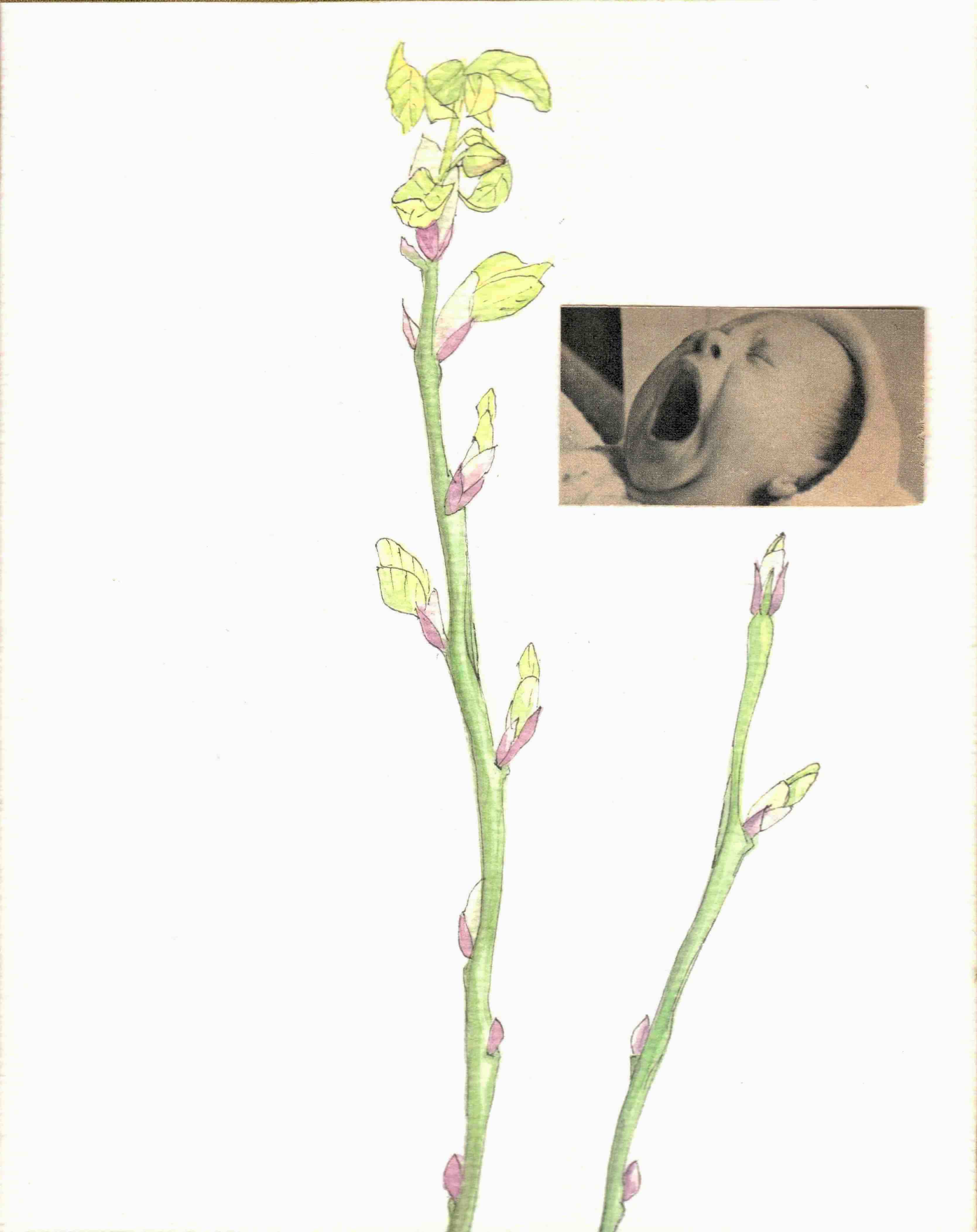 Misaki Kawabe, "Sprout 1," ink, watercolor and photo on paper, 2.0 x 14.8 cm, 2025